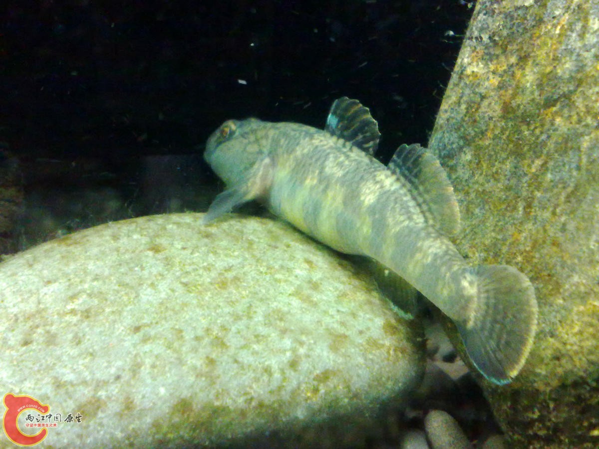 201210307037-.jpg