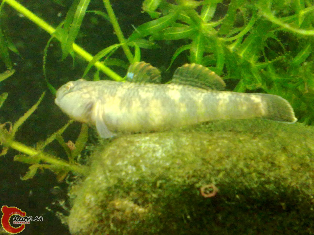 201210307052-.jpg