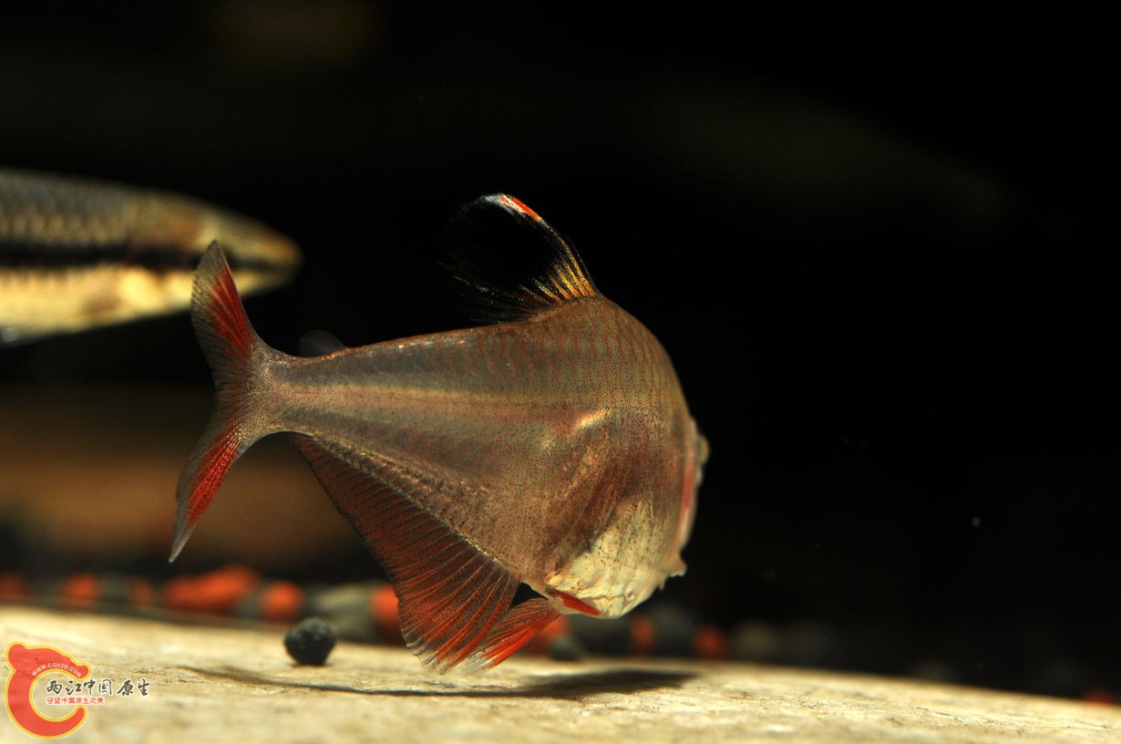 DSC_0042.jpg