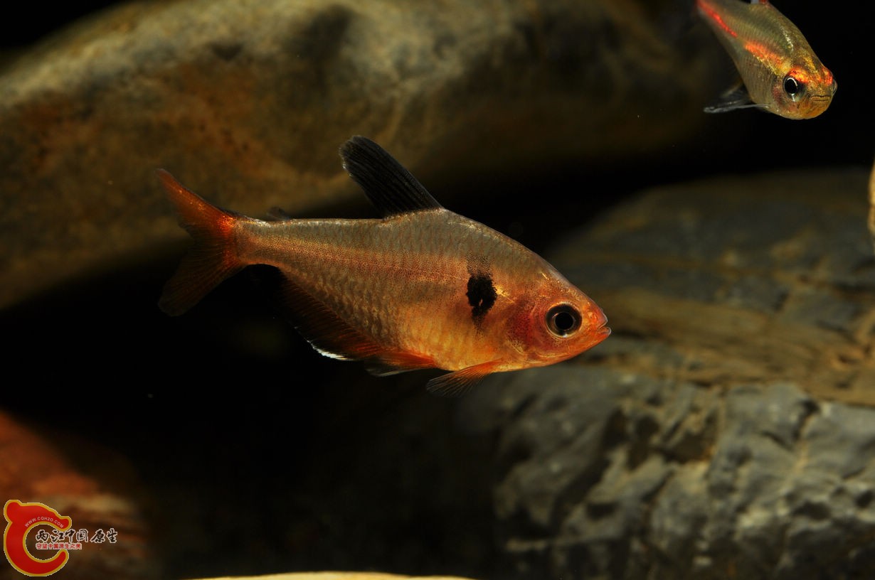 DSC_0082.jpg