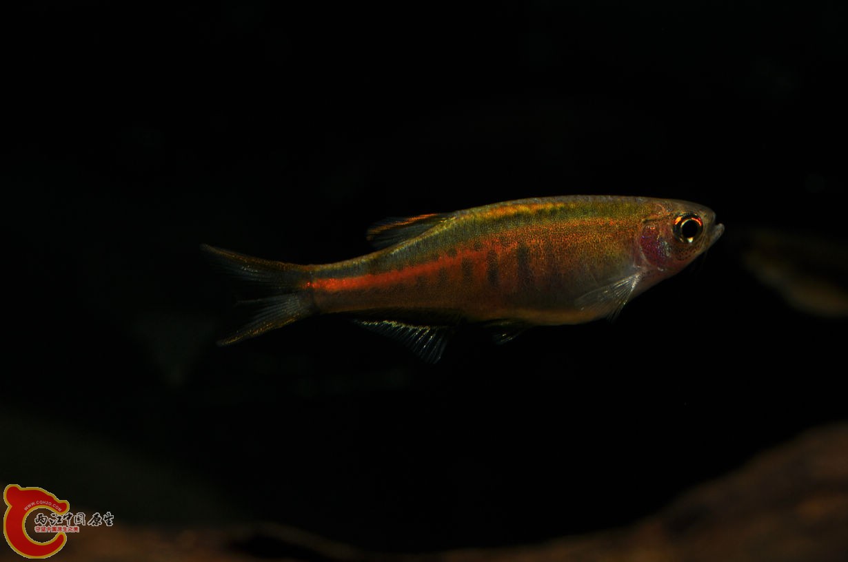 DSC_0061.jpg