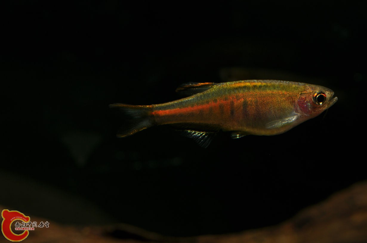 DSC_0063.jpg