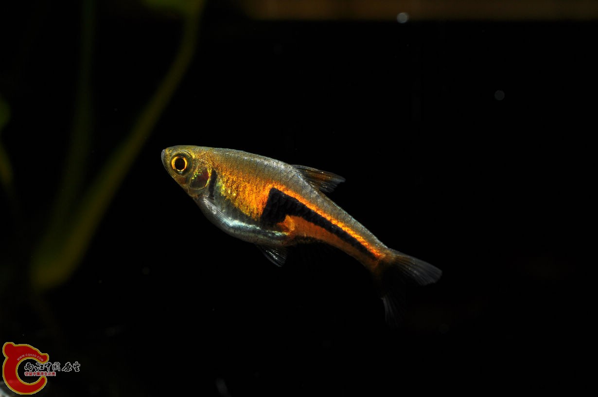 DSC_0042.jpg