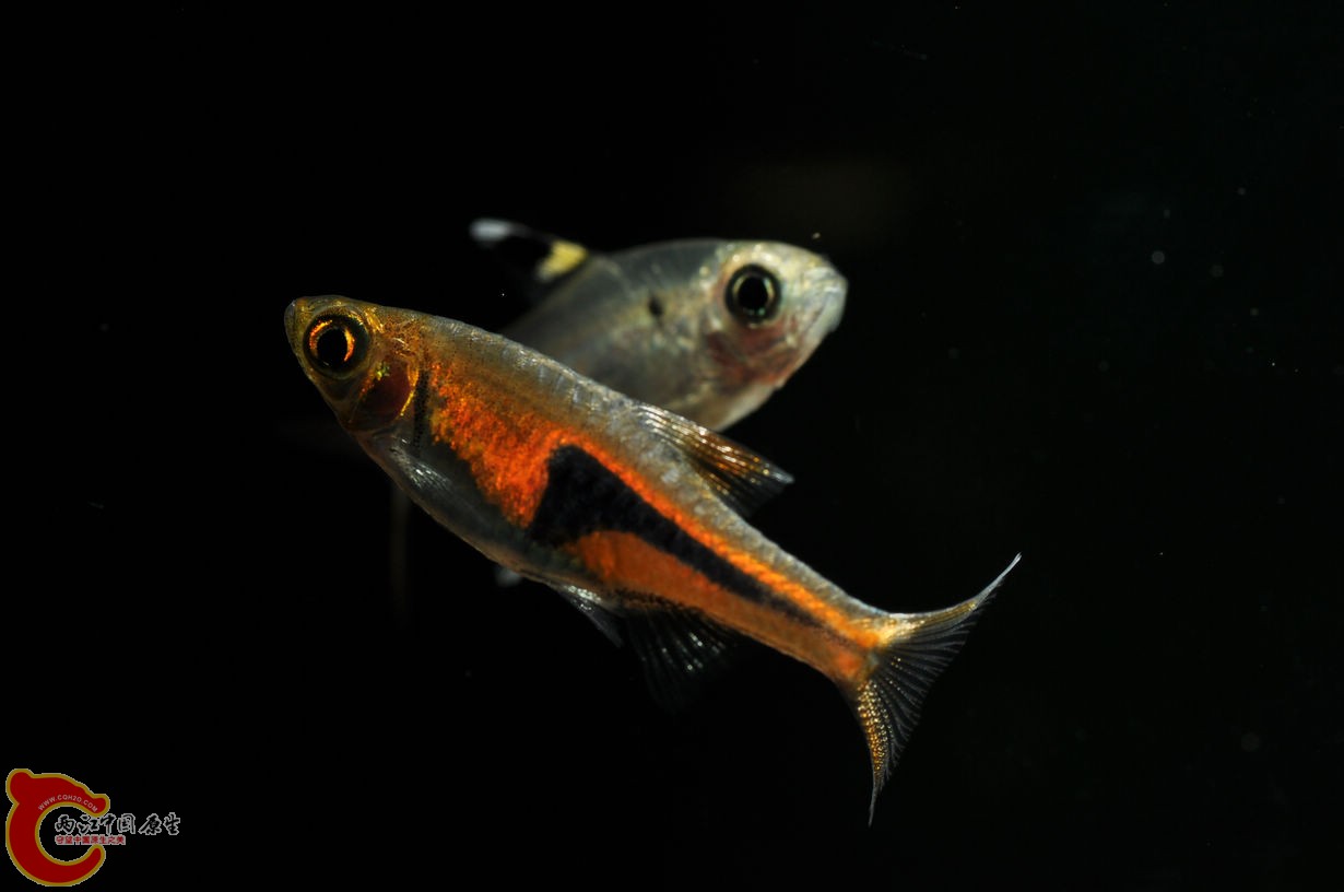 DSC_0142.jpg