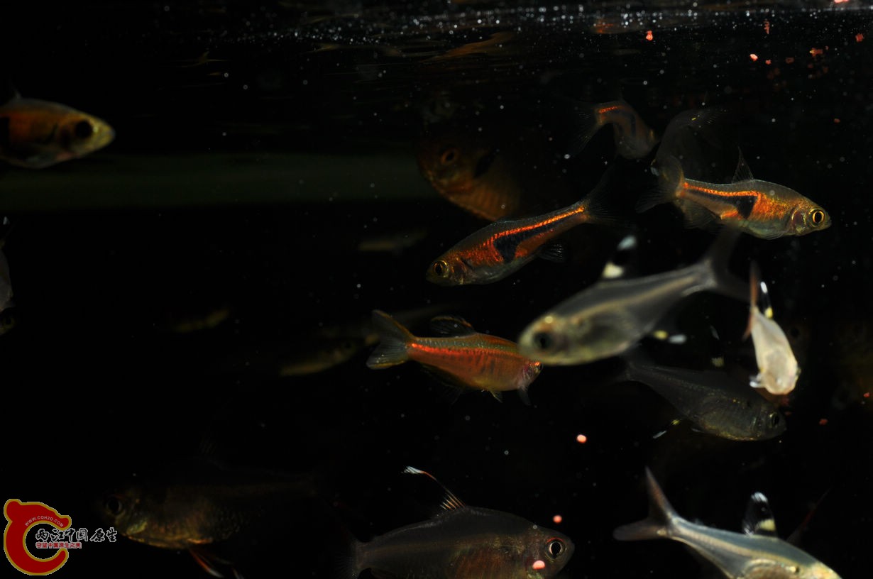 DSC_0165.jpg