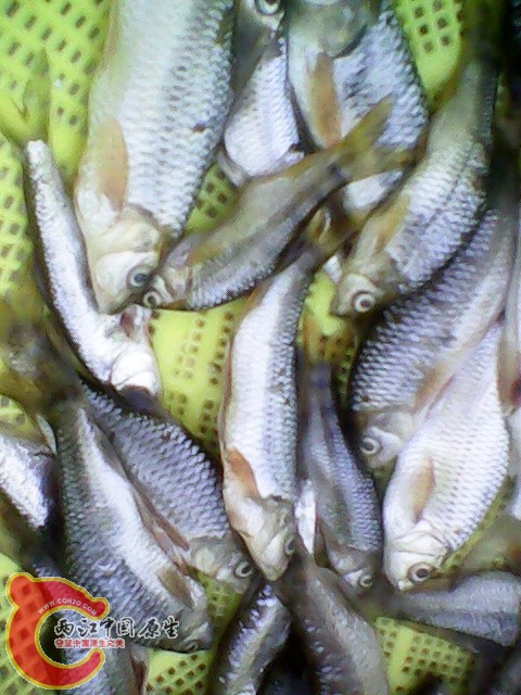 img1023_181506502.jpg