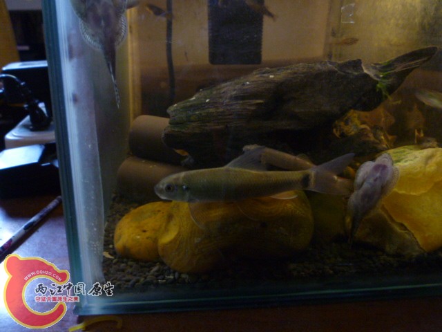 P1100212.JPG