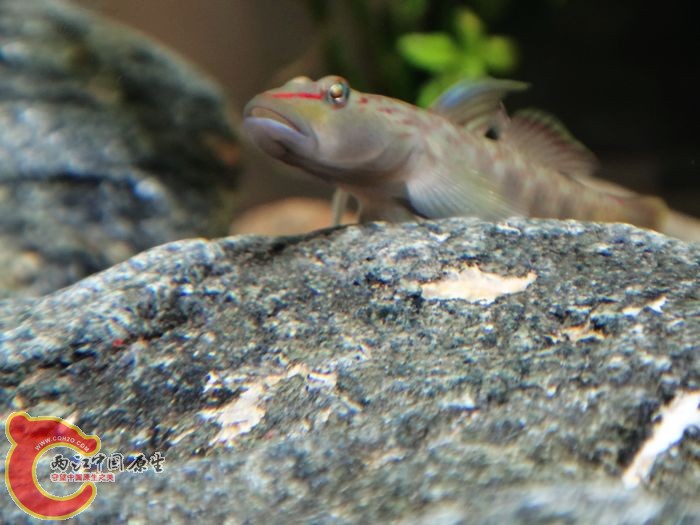 nEO_IMG_DSC02229.jpg