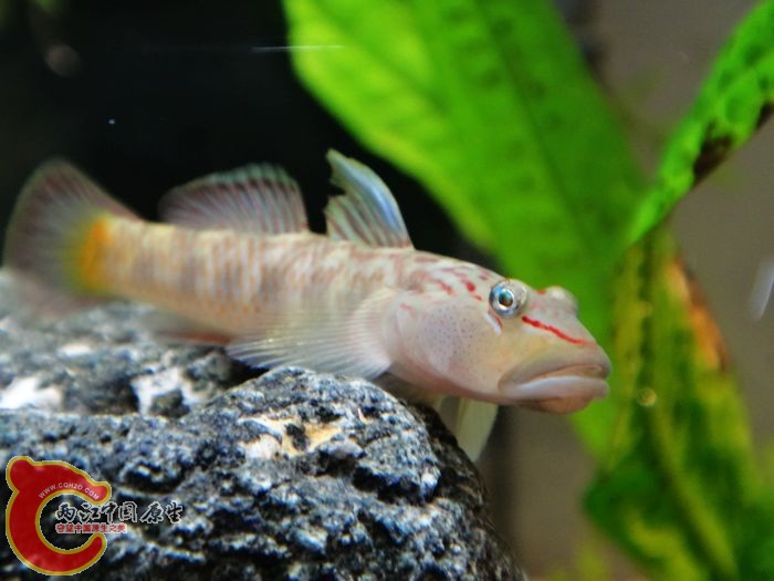 nEO_IMG_DSC02234.jpg