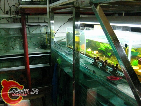 老鱼房1米8定水缸和70厘米叠缸.jpg
