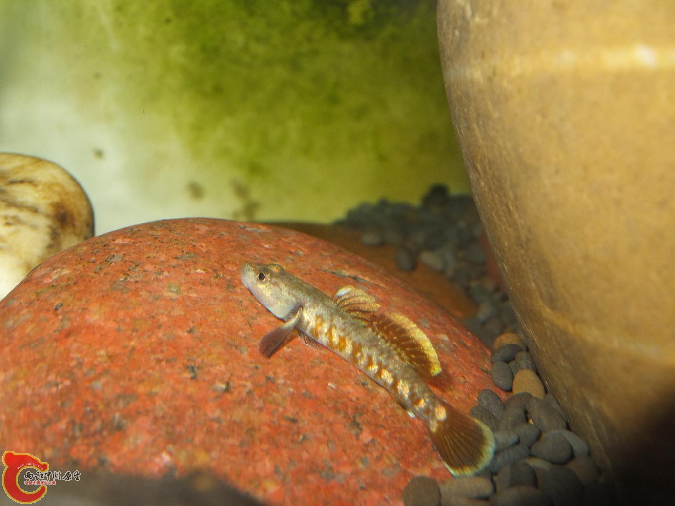 复件 DSCF4095.jpg