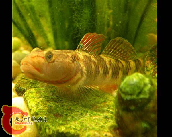 DSCN9852__600.jpg