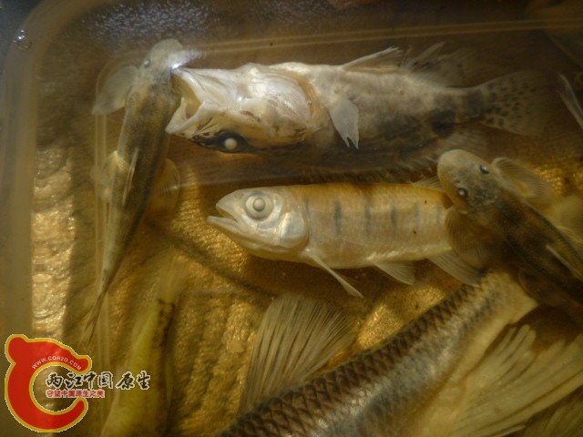 P1100879.JPG