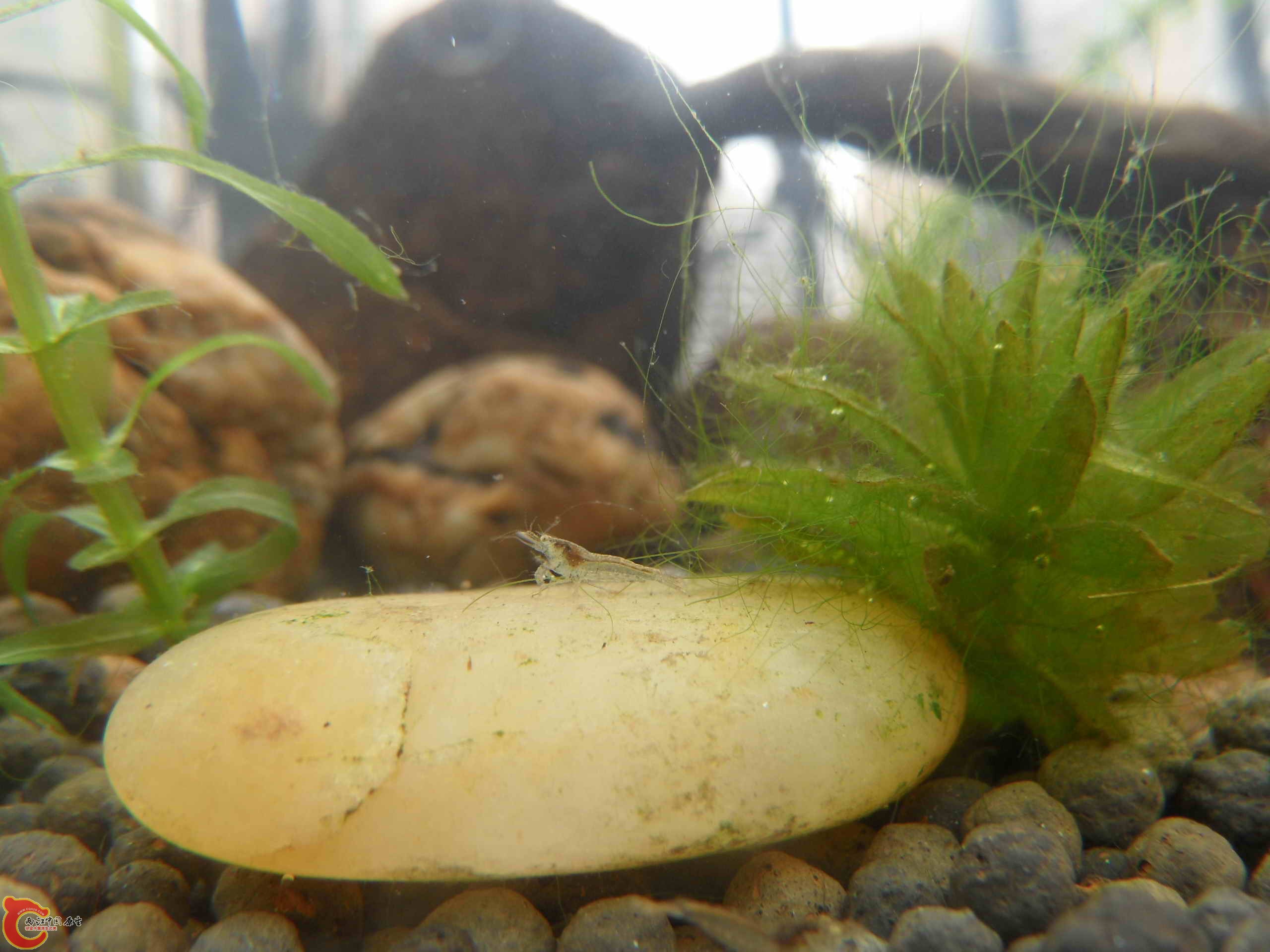 繁殖的小虾，0.5厘米多点