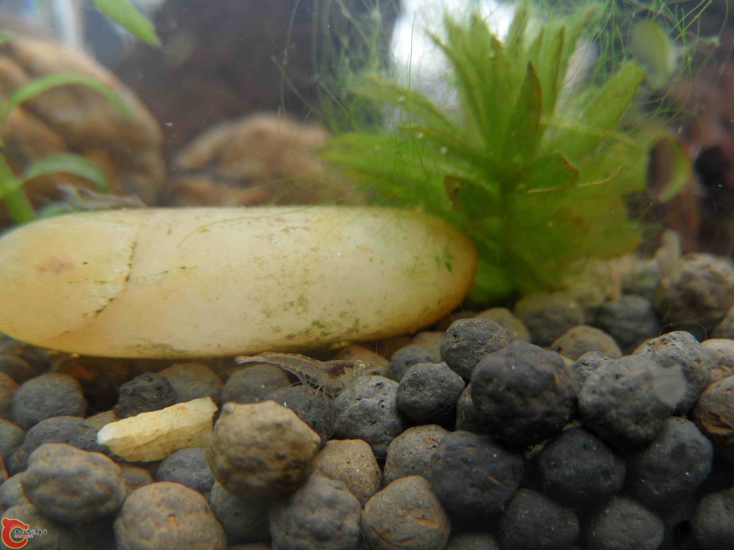 繁殖的小虾，0.5厘米多点