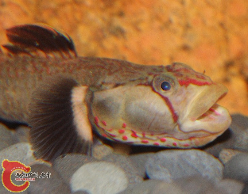 长汀虾虎.jpg