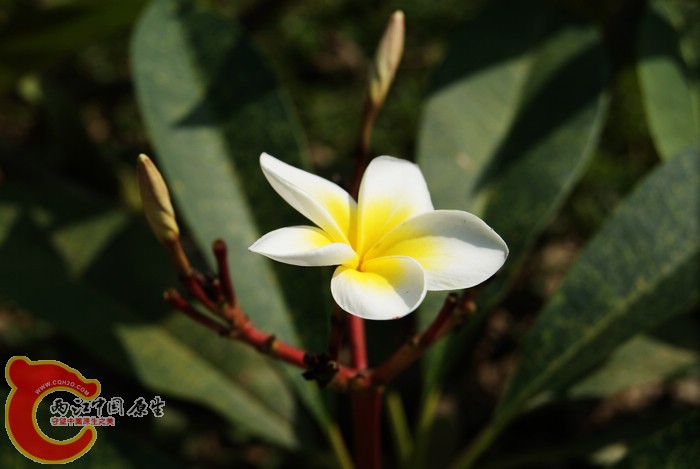 米虾 (8).JPG
