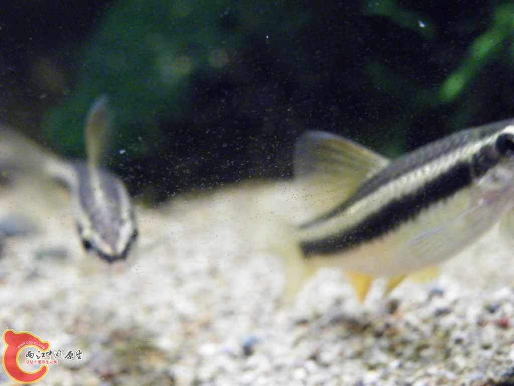 DSCF8649.JPG