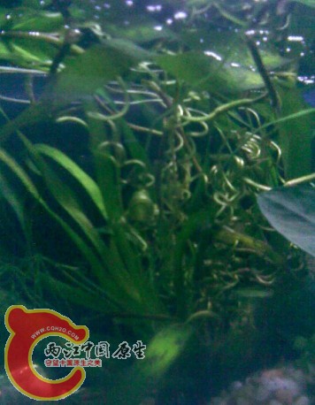 [F_2M}DYLA@(%%ENZAS1.jpg