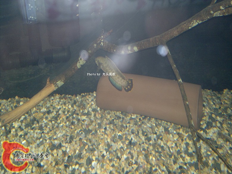 201211162998.jpg