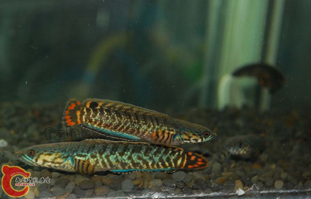 DSC_2508 拷贝.jpg