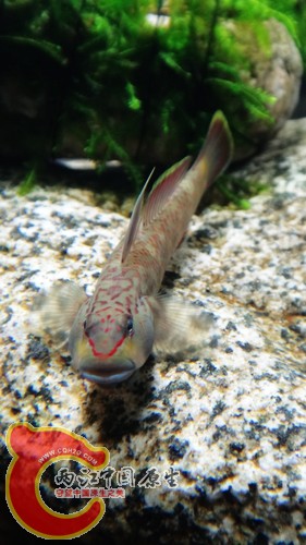 傲视群雄