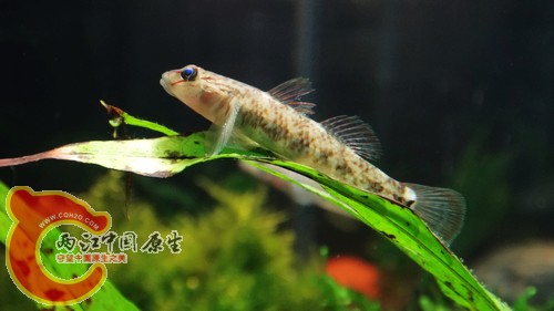 nEO_IMG_DSC02436.jpg