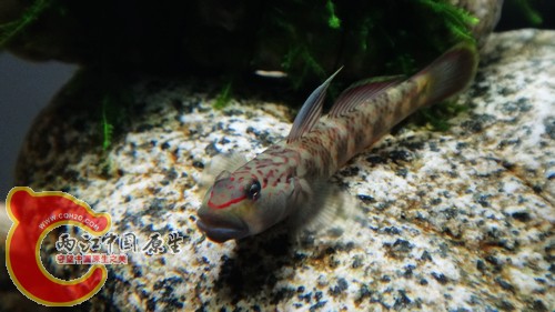 nEO_IMG_DSC02438.jpg