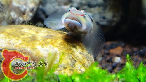 nEO_IMG_DSC02442.jpg
