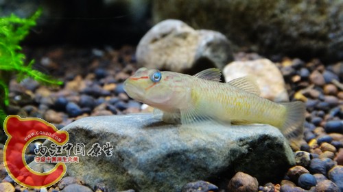 nEO_IMG_DSC02441.jpg