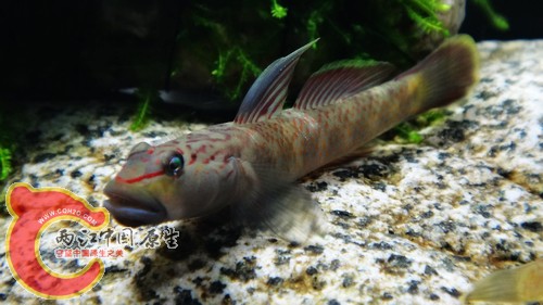 nEO_IMG_DSC02445.jpg