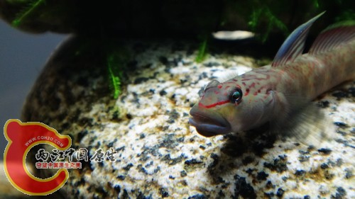 nEO_IMG_DSC02446.jpg