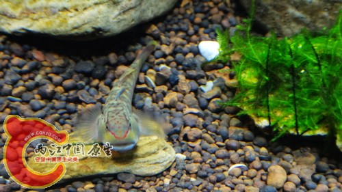 nEO_IMG_DSC02453.jpg