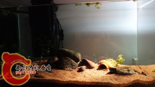 此缸养波氏