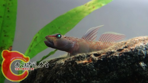 nEO_IMG_DSC02468.jpg