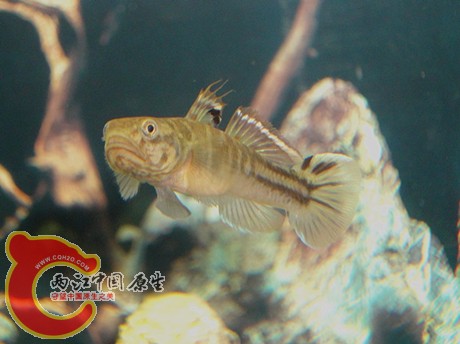 DSC08180_副本_副本.jpg