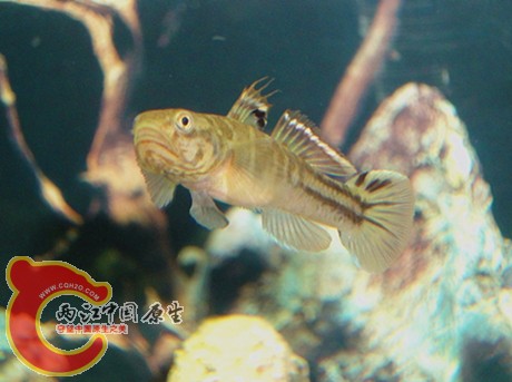 DSC08181_副本_副本.jpg