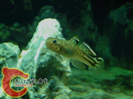 DSC08184_副本_副本.jpg