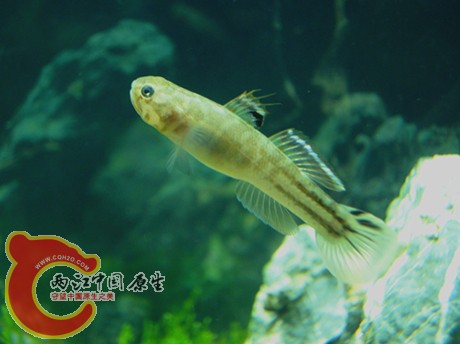 DSC08193_副本_副本.jpg
