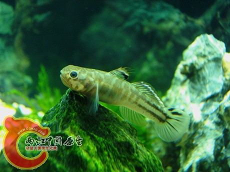 DSC08196_副本_副本.jpg