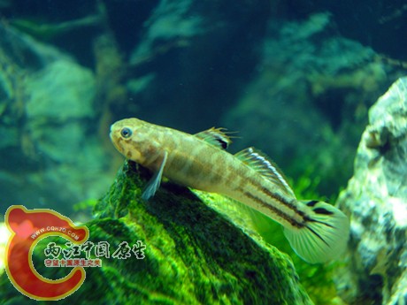 DSC08198_副本_副本.jpg