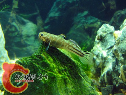DSC08201_副本_副本.jpg