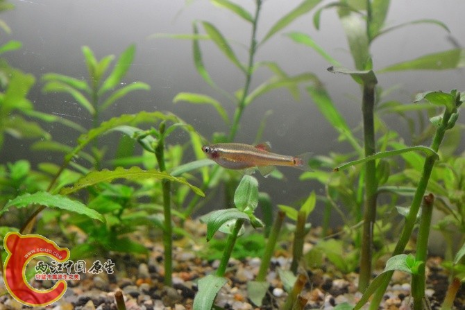 白云金丝鱼 (1).jpg