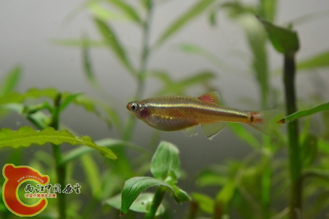 白云金丝鱼 (3).jpg