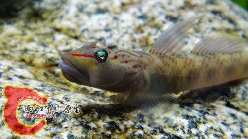 nEO_IMG_DSC02488.jpg