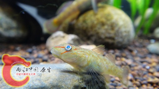nEO_IMG_DSC02495.jpg