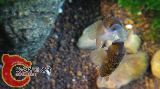 nEO_IMG_DSC02499.jpg
