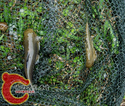 DSCN1520.JPG