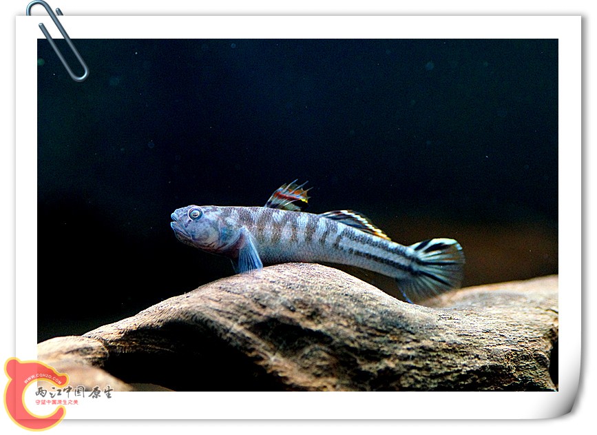 DSC00558_副本1.jpg