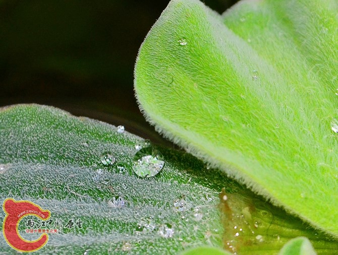 水芙蓉 大薸.jpg